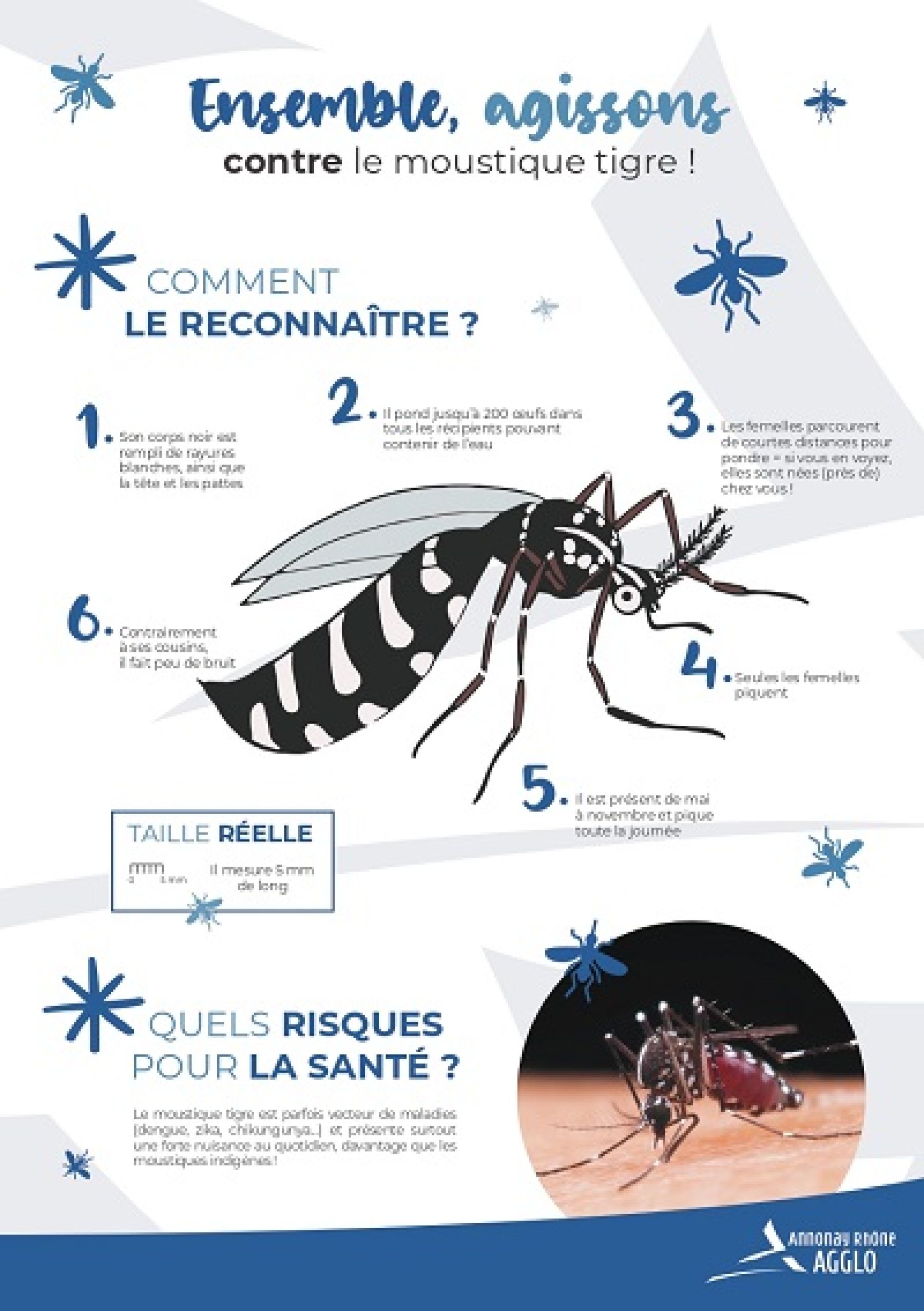 affiche moustiques tigre / comment le reconnaître?